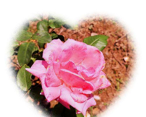 红玫瑰的含义（情爱之花--红玫瑰）