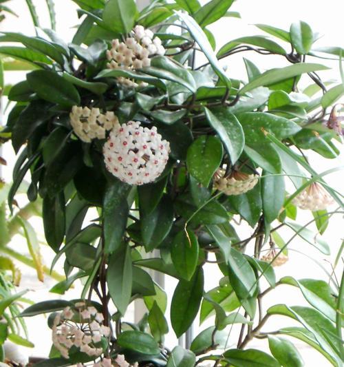 球兰四季都能开花吗？如何确保全年开花？