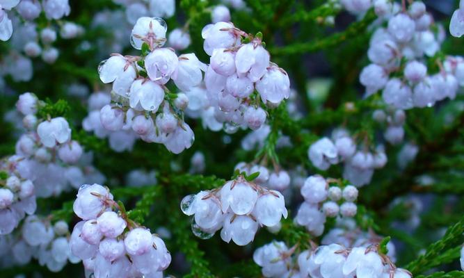 解析“以株高是什么意思”的内涵与应用（深入探究株高指标的定义）