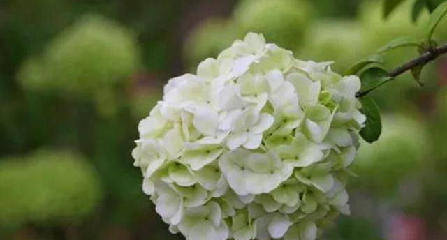 解析“以株高是什么意思”的内涵与应用（深入探究株高指标的定义）