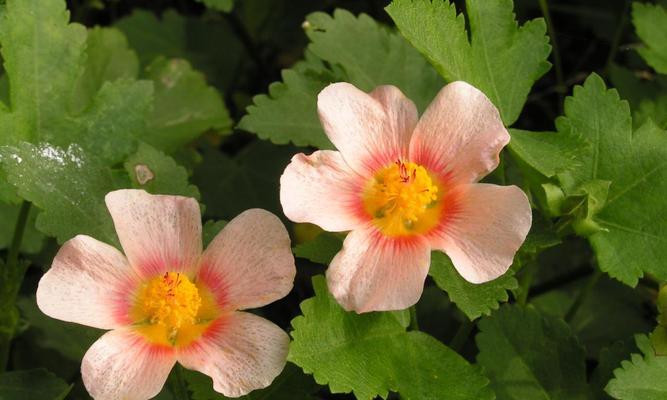 解析“以株高是什么意思”的内涵与应用（深入探究株高指标的定义）