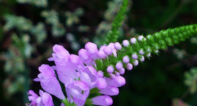 以假龙头花花语的奥秘（揭开花朵背后的秘密和意义）