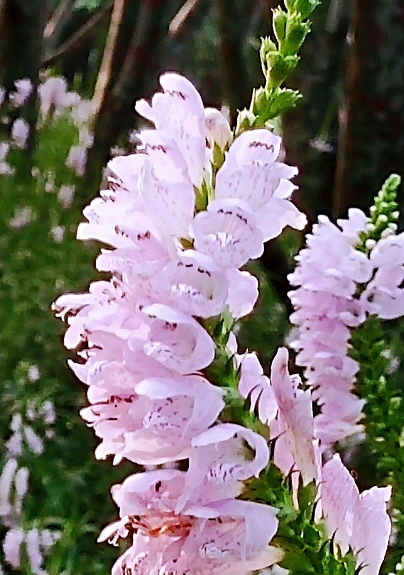 以假龙头花花语的奥秘（揭开花朵背后的秘密和意义）