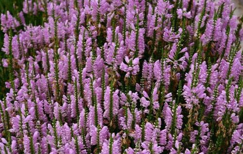 以假龙头花花语的奥秘（揭开花朵背后的秘密和意义）