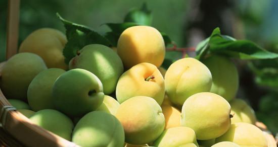 梅子清洗方法有哪些？如何确保梅子洗得干净又卫生？