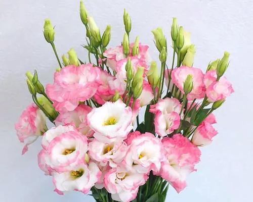 洋桔梗的花语和寓意（洋桔梗花语之美）