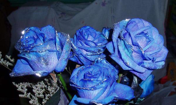 碎冰蓝玫瑰（碎冰蓝玫瑰的花语和寓意）