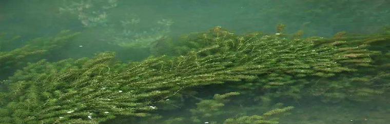 黑藻属于什么植物类型?黑藻的分类和特性是什么? 黑藻属于什么植物类型?黑藻的分类和特性是什么?