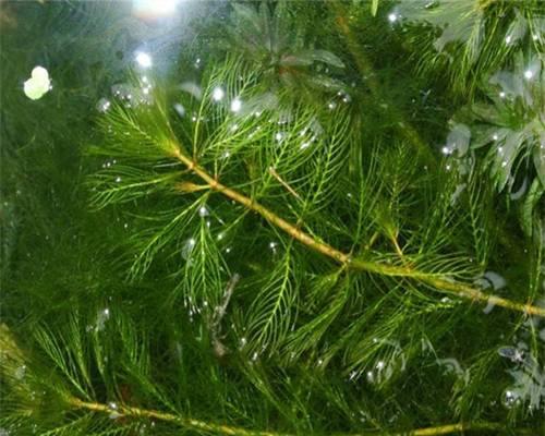 黑藻属于什么植物类型?黑藻的分类和特性是什么? 黑藻属于什么植物类型?黑藻的分类和特性是什么?