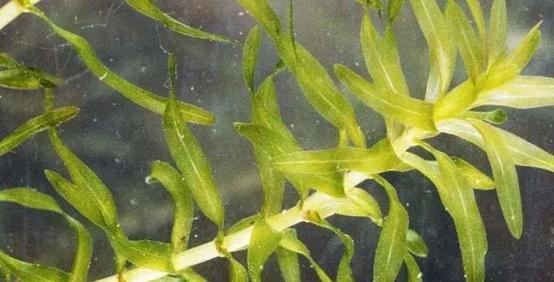 黑藻属于什么植物类型?黑藻的分类和特性是什么? 黑藻属于什么植物类型?黑藻的分类和特性是什么?