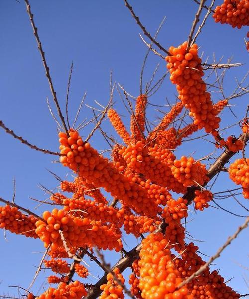 沙棘哪里产的最好？全球优质沙棘产地有哪些？