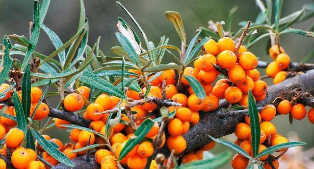 沙棘哪里产的最好？全球优质沙棘产地有哪些？