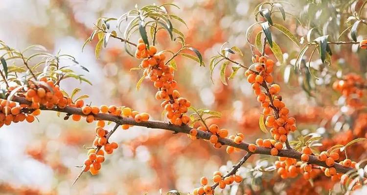 沙棘哪里产的最好？全球优质沙棘产地有哪些？