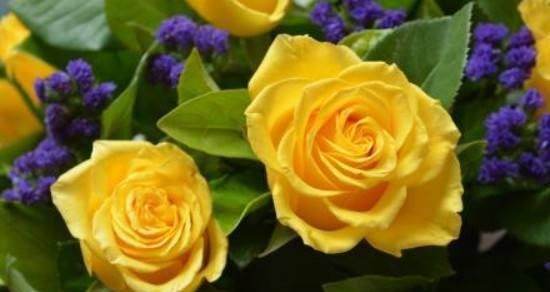 黄玫瑰花语(以黄玫瑰为主题的花语与寓意解读) 黄玫瑰花语(以黄玫瑰为主题的花语与寓意解读)