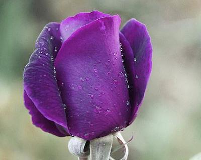 探寻紫玫瑰的花语之谜（解读紫玫瑰的深意）