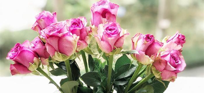 探寻紫玫瑰的花语之谜（解读紫玫瑰的深意）