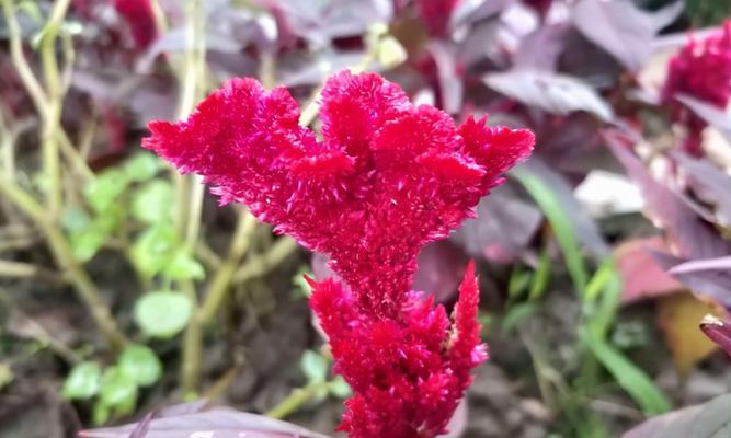 开红色花的植物有哪些？如何区分和养护？