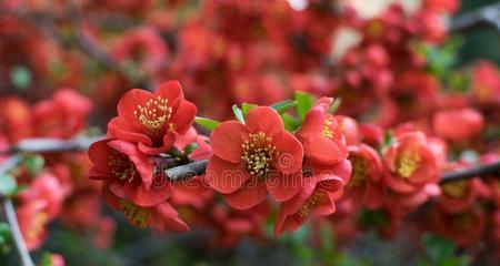 开红色花的植物有哪些？如何区分和养护？