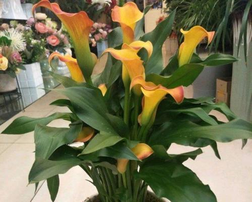 花语寄情——以何种花代表红颜知己（揭秘不同花卉背后的红颜知己花语）