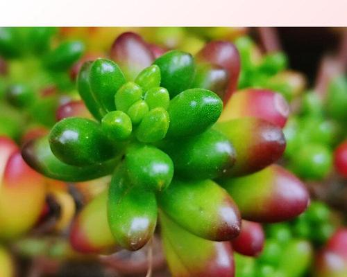 花语寄情——以何种花代表红颜知己（揭秘不同花卉背后的红颜知己花语）