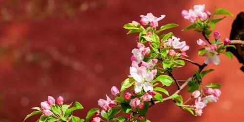 花语寄情——以何种花代表红颜知己（揭秘不同花卉背后的红颜知己花语）