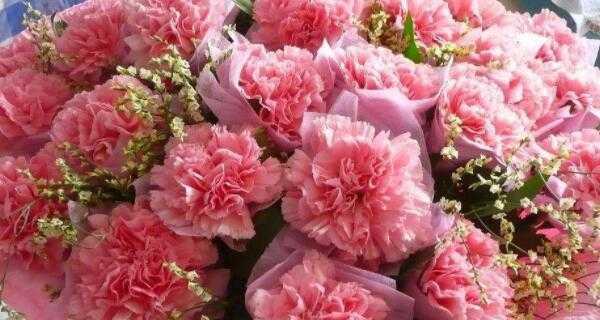 康乃馨花语与粉色的寓意(花开花谢) 康乃馨花语与粉色的寓意(花开花谢)