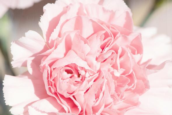 康乃馨花语与粉色的寓意(花开花谢) 康乃馨花语与粉色的寓意(花开花谢)