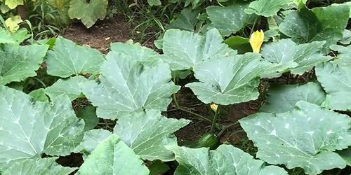 南瓜摘心打顶的最佳时间是什么时候？具体操作方法有哪些？