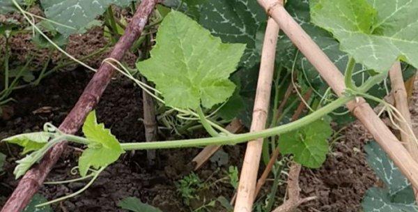 南瓜摘心打顶的最佳时间是什么时候？具体操作方法有哪些？