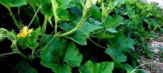 南瓜摘心打顶的最佳时间是什么时候？具体操作方法有哪些？