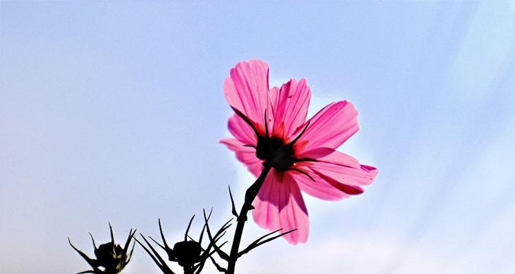 波斯菊的传说与花语(探索波斯菊的历史与文化) 波斯菊的传说与花语(探索波斯菊的历史与文化)