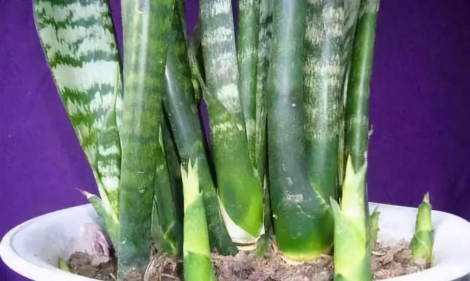 虎皮兰施肥指南：什么肥料最适合虎皮兰生长？