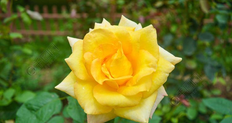 黄玫瑰的象征意义及其传承(用一朵黄玫瑰) 黄玫瑰的象征意义及其传承(用一朵黄玫瑰)