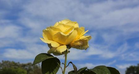 黄玫瑰的象征意义及其传承(用一朵黄玫瑰) 黄玫瑰的象征意义及其传承(用一朵黄玫瑰)