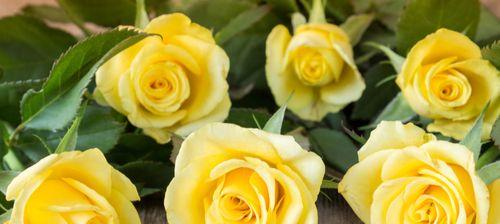 黄玫瑰的象征意义及其传承(用一朵黄玫瑰) 黄玫瑰的象征意义及其传承(用一朵黄玫瑰)