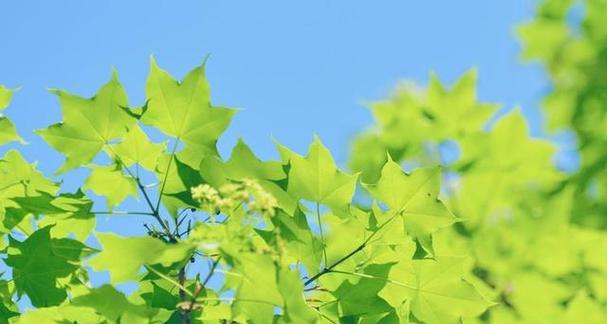 植物世界中的自由之舞（探寻自由自在的象征植物及其寓意）