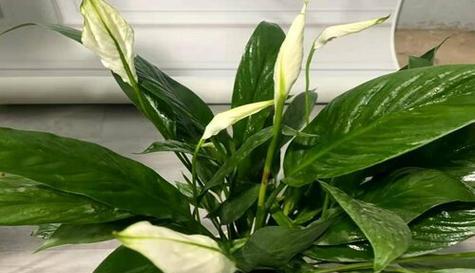 植物世界中的自由之舞（探寻自由自在的象征植物及其寓意）