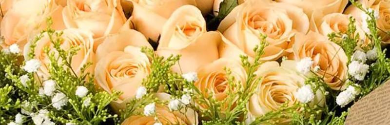 11朵玫瑰花语（爱情）