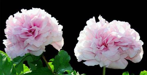 盛开的欲望（探索人类欲望的自然化身）