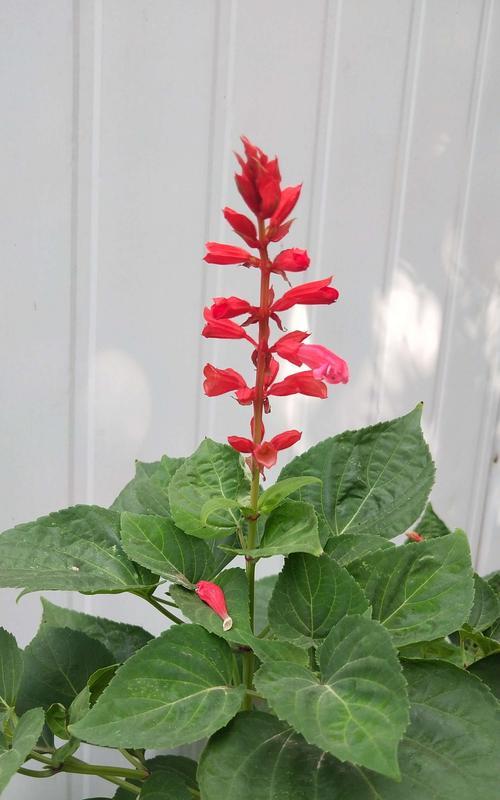 盛开的欲望（探索人类欲望的自然化身）