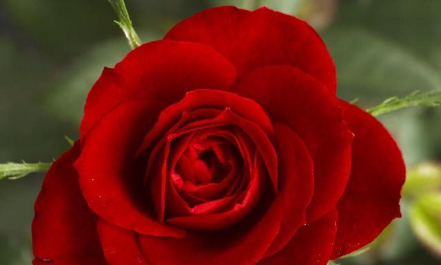 盛开的欲望（探索人类欲望的自然化身）