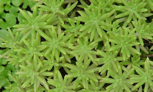 佛手冬天怕冷吗？如何确保其安全越冬的最低温度？