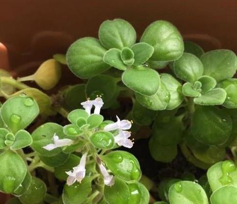 佛手冬天怕冷吗？如何确保其安全越冬的最低温度？