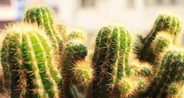 佛手冬天怕冷吗？如何确保其安全越冬的最低温度？