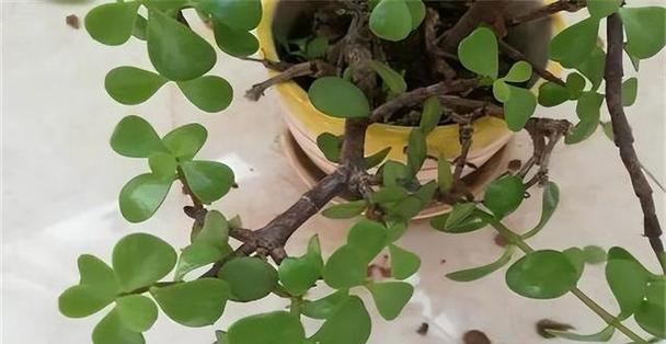 亲情之花（探索花朵所传达的亲情之美）