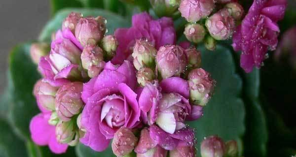 长寿花能耐受的最低温度是多少？如何在冬季保护长寿花？