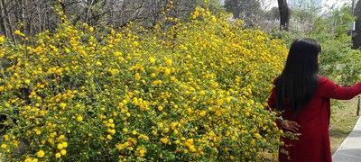 亲情之花（探索花朵所传达的亲情之美）