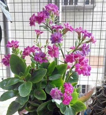 长寿花能耐受的最低温度是多少？如何在冬季保护长寿花？