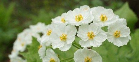 亲情之花（探索花朵所传达的亲情之美）