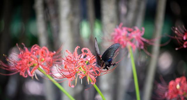 绝望的爱——以忍冬花为主题的花语（寻觅无望中的真爱）